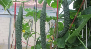 Jak uchovat křupavé čínské dlouhé okurky na zimu a je to možné